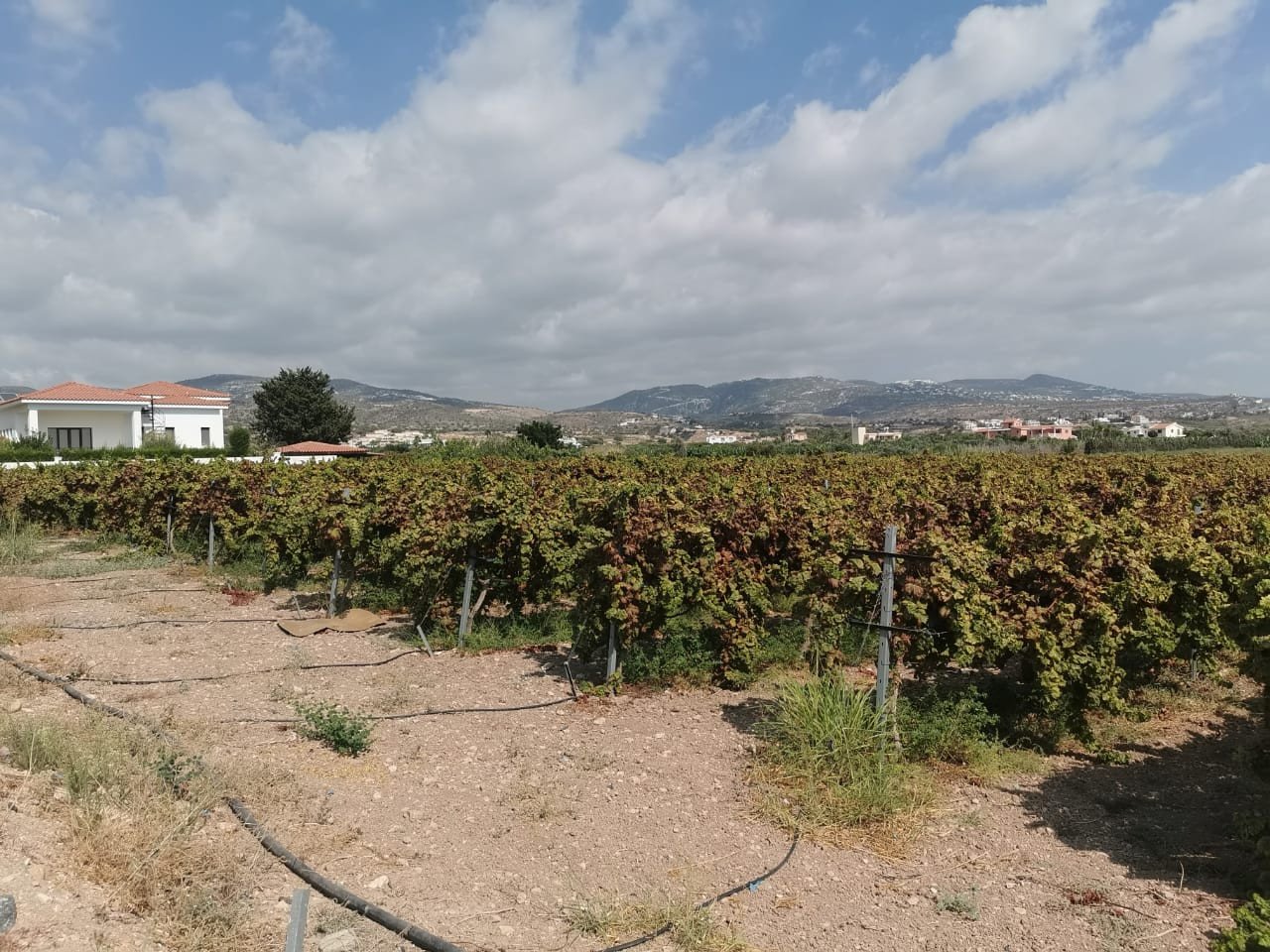 Land in Coral Bay, Paphos