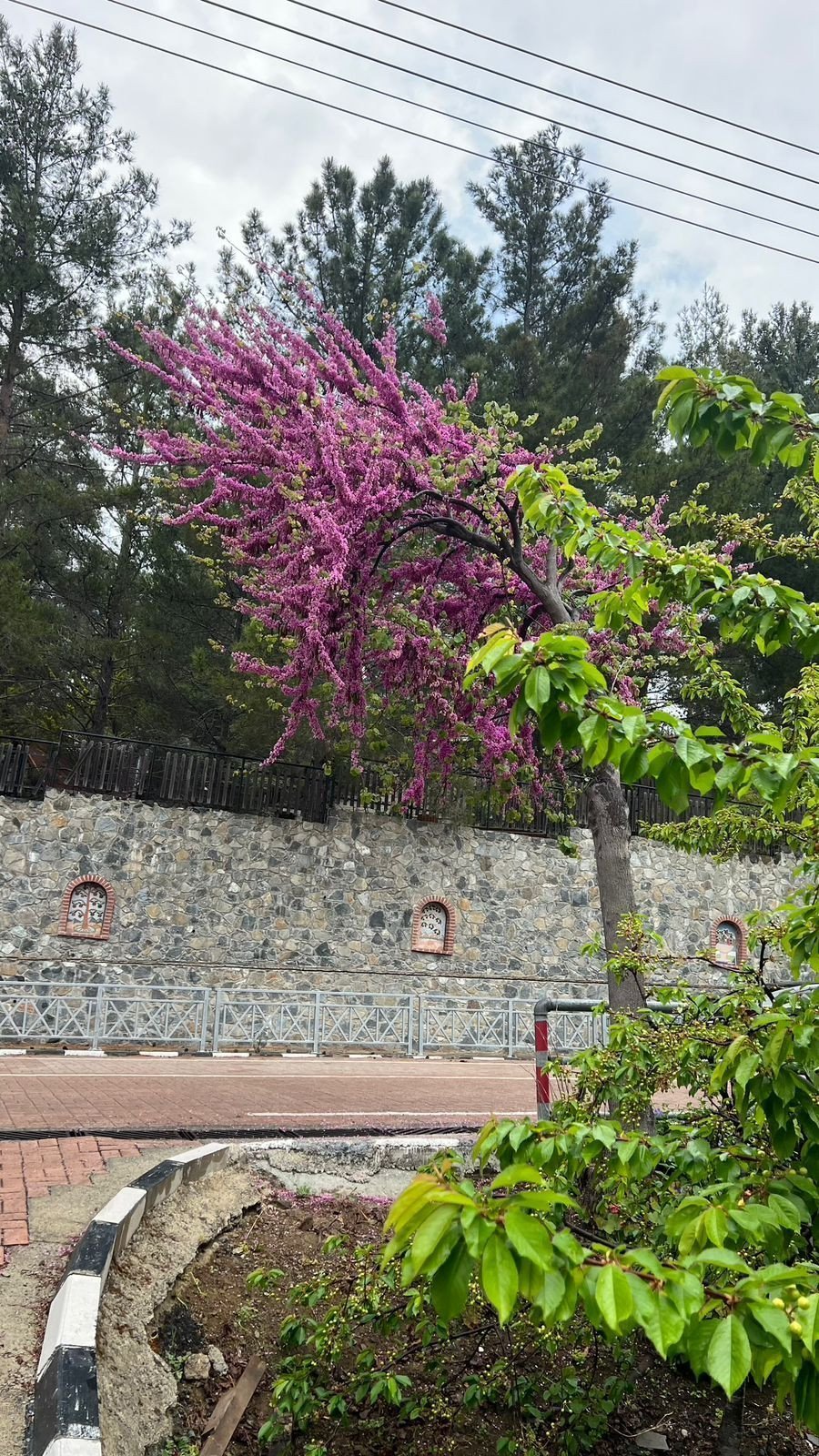 3 Bedrooms House / Villa in Pera Pedi, Limassol